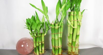 bamboo-plant