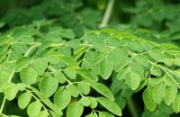 health-benefits-of-muringa-leaves-drumstick-leaves