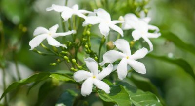 jasmine-plant