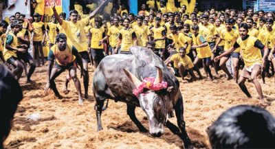 jellykkettu-a-culture-history-bulls2