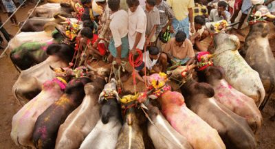 jellykkettu-a-culture-history-bulls3