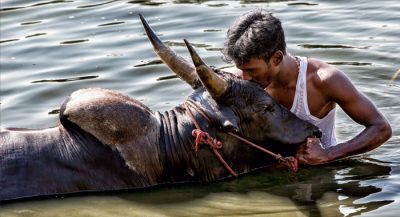 jellykkettu-a-culture-history-bulls4