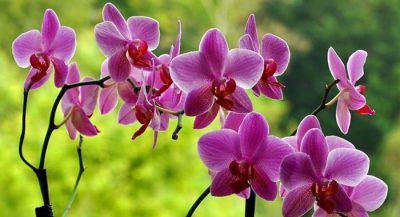 orchid-plant
