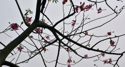 photographer-pranav-lal-journey