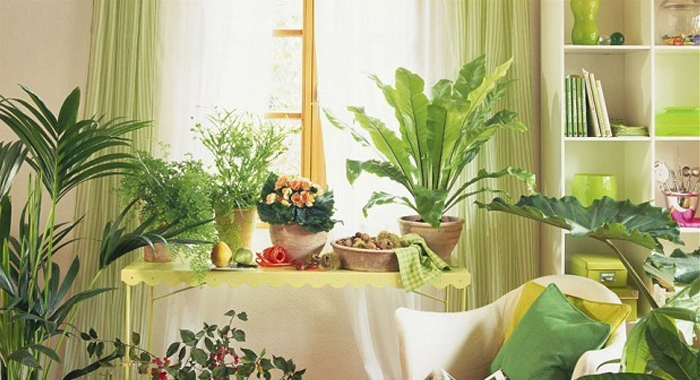put-these-plants-in-your-house-can-create-positive-energy