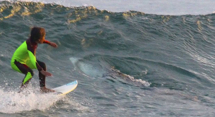 shark-photo-young-surfer-big-australia-port-stephens-boy-father-great-white
