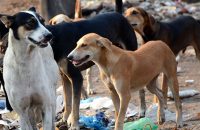 supreme-court-reaction-on-stray-dog-issue-kerala-mumbai