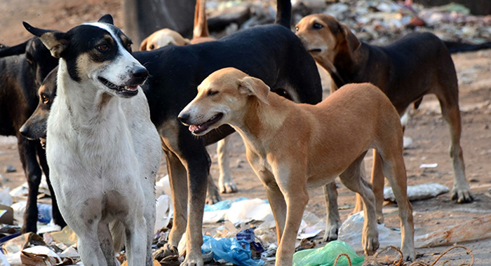 supreme-court-reaction-on-stray-dog-issue-kerala-mumbai