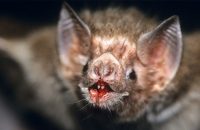 dont-make-bats-stressful-says-department-of-animal-husbandry