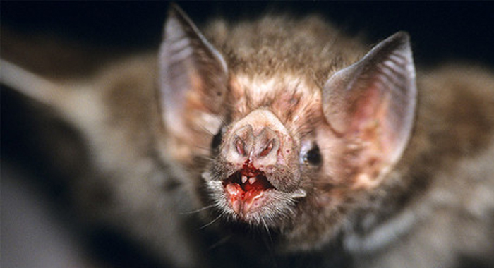 dont-make-bats-stressful-says-department-of-animal-husbandry