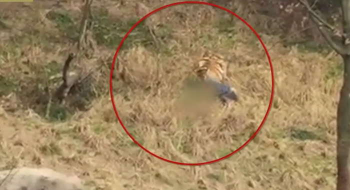 tourist-mauled-to-death-in-brutal-hour-long-tiger-attack-in-china