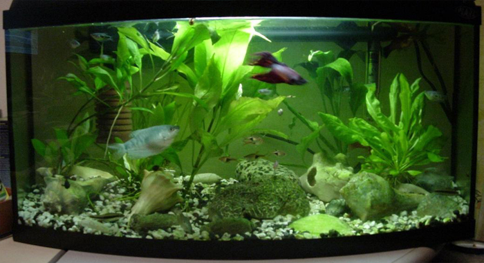 tropical-fish-tank-ideas-for-designing-light-place