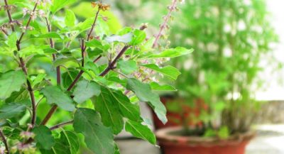 tulsi-plant