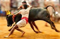 waves-of-protest-hit-tamil-nadu-over-jallikattu-ban-cm-o-panneerselvam-to-meet-pm