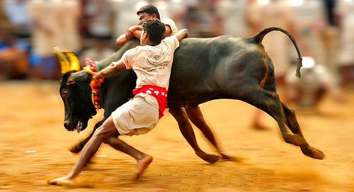 waves-of-protest-hit-tamil-nadu-over-jallikattu-ban-cm-o-panneerselvam-to-meet-pm