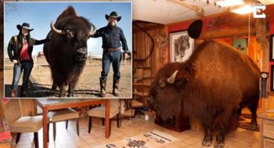 couple-has-house-trained-buffalo-named-wild-thing-as-a-pet