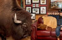couple-house-trained-buffalo-named-wild-thing-pet