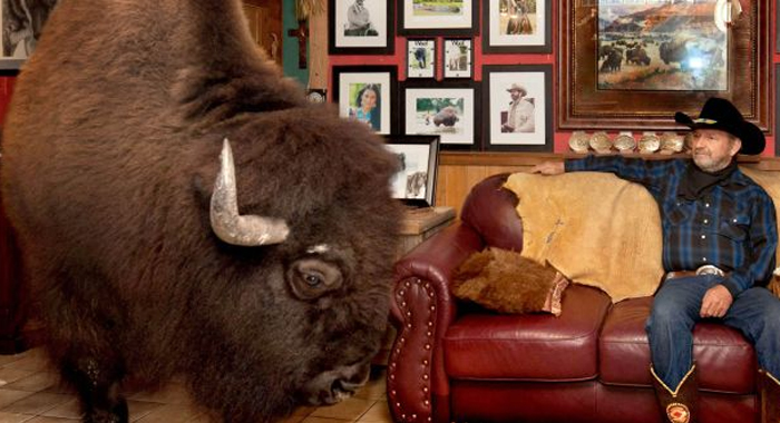 couple-house-trained-buffalo-named-wild-thing-pet