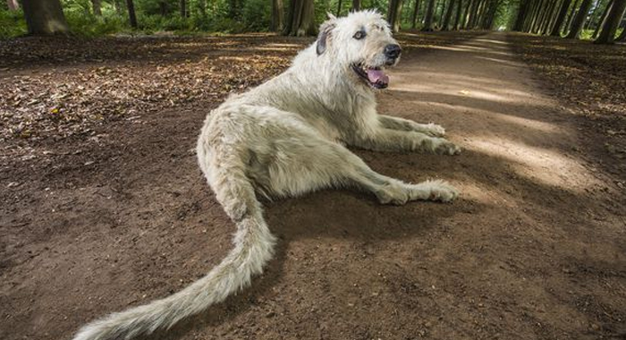 dog-with-impressive-tail-over-30-inches-long-earns-guinness-world-record