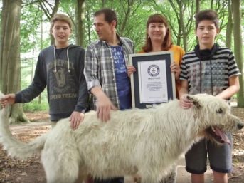 dog-with-impressive-tail-over-30-inches-long-earns-guinness-world-record1