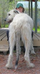 dog-with-impressive-tail-over-30-inches-long-earns-guinness-world-record2