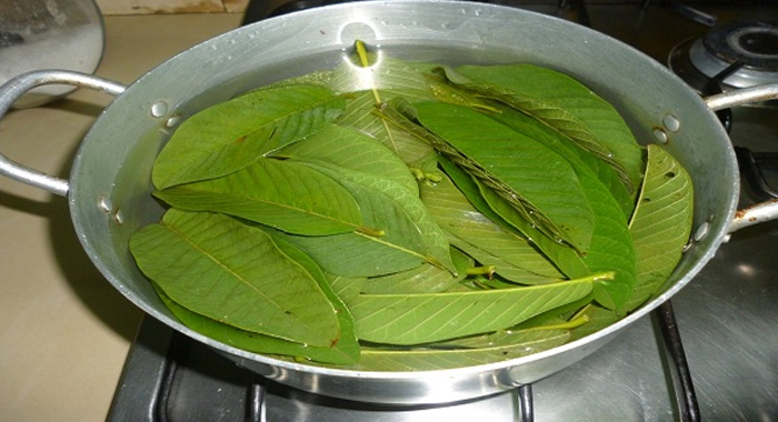 health-benefits-guava-leaf