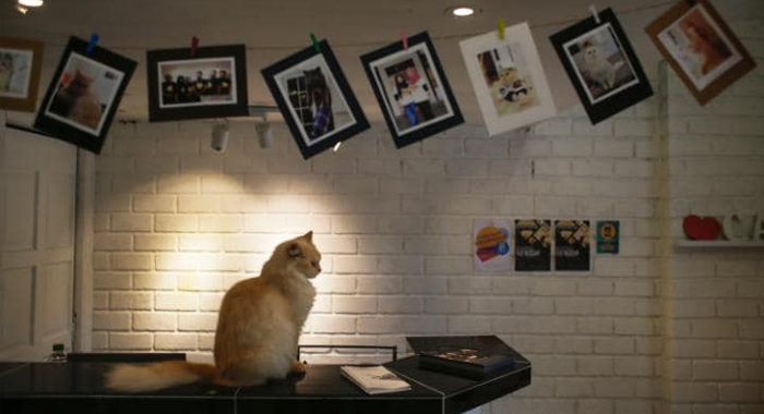 inside-the-worlds-first-five-star-luxury-hotel-for-cats