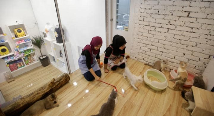 inside-the-worlds-first-five-star-luxury-hotel-for-cats1