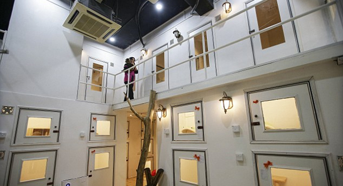 inside-the-worlds-first-five-star-luxury-hotel-for-cats2