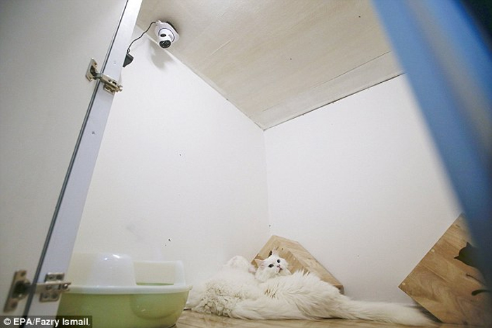 inside-the-worlds-first-five-star-luxury-hotel-for-cats3
