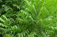 benefits-uses-neem-herb-heals