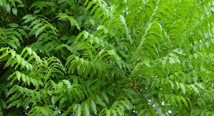 benefits-uses-neem-herb-heals