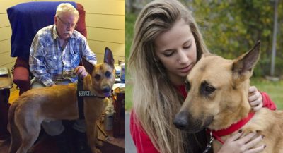 not-a-match-dna-evidence-exonerates-dog-from-death-sentence-in-us1