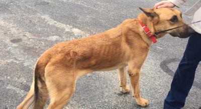 not-a-match-dna-evidence-exonerates-dog-from-death-sentence-in-us2