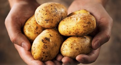 potato