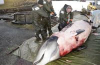 whale-put-down-after-being-found-with-30-plastic-bags-in-its-stomach