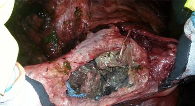 whale-put-down-after-being-found-with-30-plastic-bags-in-its-stomach1