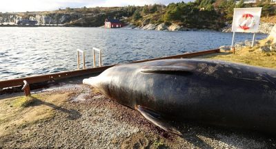 whale-put-down-after-being-found-with-30-plastic-bags-in-its-stomach3