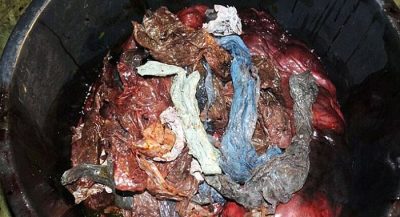 whale-put-down-after-being-found-with-30-plastic-bags-in-its-stomach4