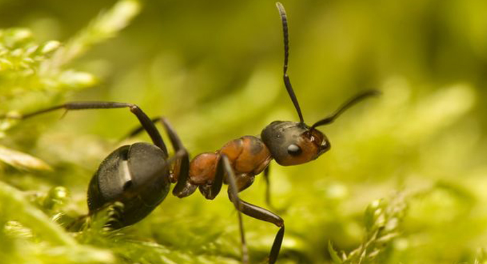 ant