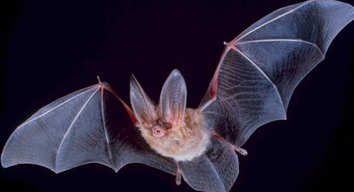bat