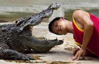circus-animal-crocodile-attack-vietnam