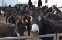 donkey-skin-chinese-medicine-slaughter-price