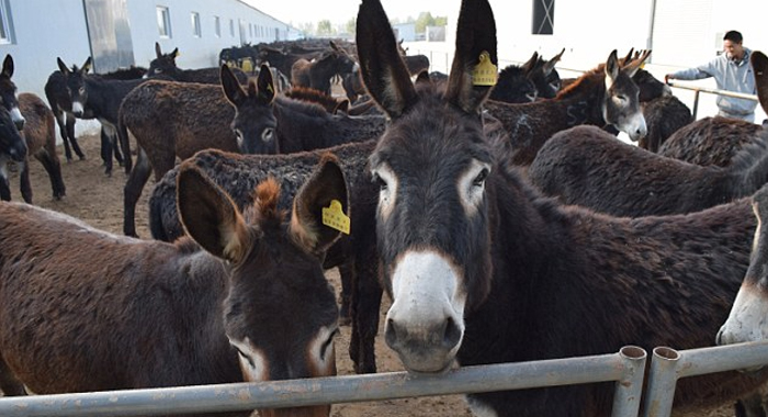 donkey-skin-chinese-medicine-slaughter-price