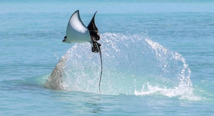 eagle-ray-flies-water-escape-hammerhead-shark-panama