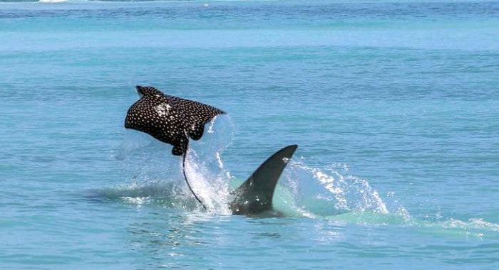 eagle-ray-flies-water-escape-hammerhead-shark-panama1