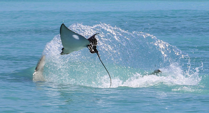 eagle-ray-flies-water-escape-hammerhead-shark-panama2