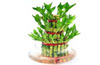 feng-shui-lucky-bamboo