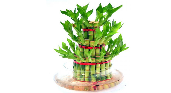 feng-shui-lucky-bamboo