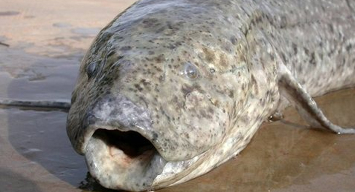 fish-that-sleeps-on-land-for-years-without-any-food-or-water